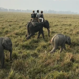 Guwahati to Kaziranga National Park Wildlife Tour Package (1Px)